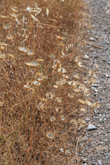 Yellow broom branch in full summer bloom with drooping clusters of golden flowers perfuming the warm air
