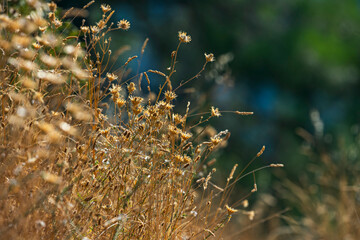 Close-up of St. John's Wort with its five-petaled yellow flowers and numerous stamens standing out...