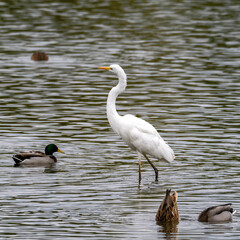 great white egret wading in a lake