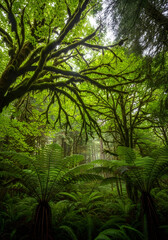 Fototapeta premium A verdant forest with lush foliage, showcasing the vibrant greens of nature's embrace. The canopy above filters light, and creates an ethereal scene.
