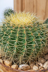 Mature barrel cactus with the characteristic woolly apex and curved spines that protect the plant's apical meristem