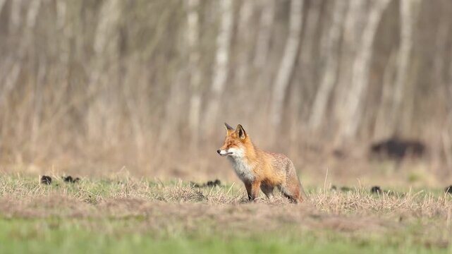 Mammals Fox Vulpes vulpes in spring scenery, Poland Europe, animal walking among spring meadow