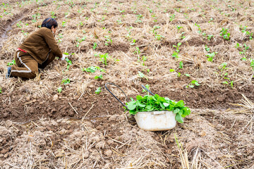A farmer planting rapeseed in the field