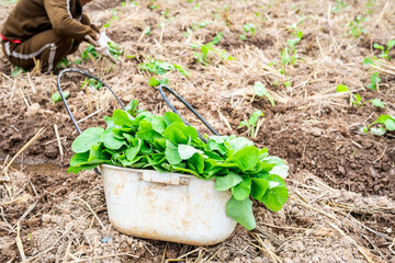 A frame of rapeseed seedlings on the soil of the farmland