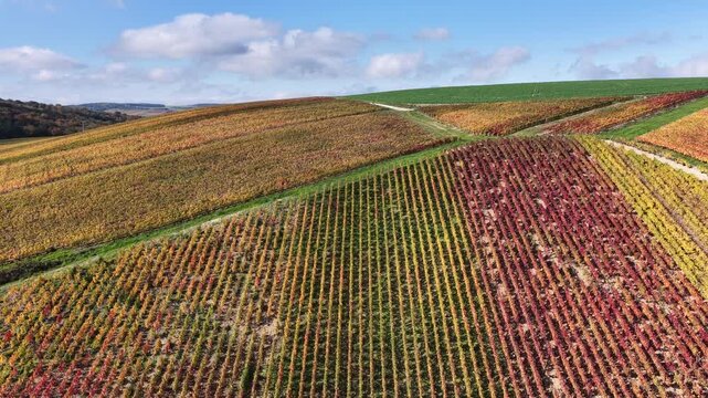 vue a&eacute;rienne des vignobles des Riceys en Champagne. les parcelles color&eacute;es durant l'automne avec de belles couleurs et un ciel bleu. Le feuillage rouge et jaune des vignes sur les c&ocirc;teaux de ce site