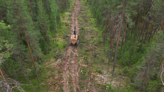 A timber truck forwarder transports timber through the forest.Deforestation 