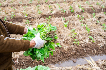 Farmer holding a handful of green rapeseed seedlings