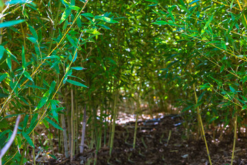 Bamboo leaves. Bamboo field in a park in focus.