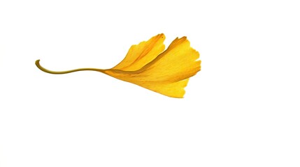 Naklejka premium Ginkgo leaf falling in air, high-speed shutter freezes clear shape, soft golden light against pure white background, suitable for natural materials, decorative paintings and fresh-themed designs.