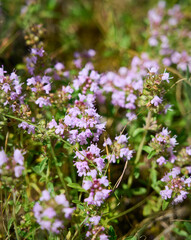 Wild Thymus serpyllum. Medicinal herb.Pink flowers of thyme grow in the field.