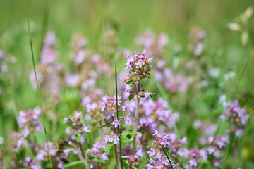 Wild Thymus serpyllum. Medicinal herb.Pink flowers of thyme grow in the field.