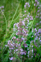 Wild Thymus serpyllum. Medicinal herb.Pink flowers of thyme grow in the field.