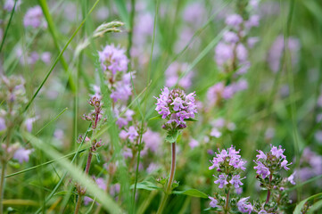 Wild Thymus serpyllum. Medicinal herb.Pink flowers of thyme grow in the field.