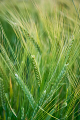 Green unripe barley(Hordeum vulgare) plantation in summer. Selective focus.