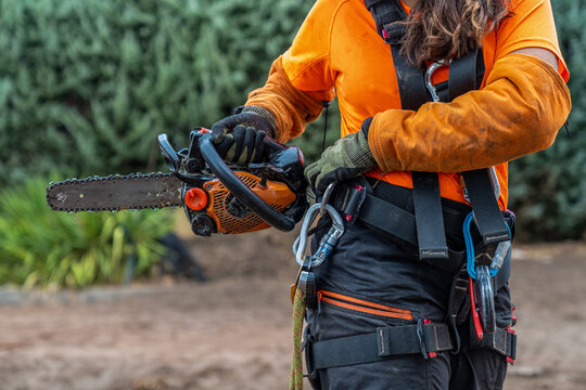 Female arborist working with chainsaw and safety harness, performing tree pruning at height