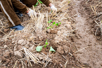 Newly planted rapeseed seedlings in the autumn soil