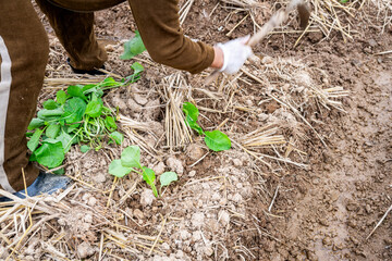 Newly planted rapeseed seedlings in the autumn soil