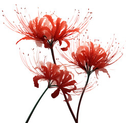 3 red spider lilies, photographed from different angles, with a transparent background, in pnga