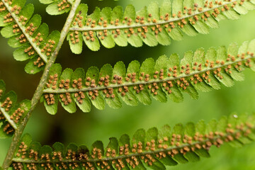 Fern Sori Close-Up, Brown Spore Clusters on Underside of Leaf © Zarina Lukash