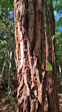 V&iacute;deo mostrando a textura de um tronco seco no Parque Altamiro de Moura Pacheco.