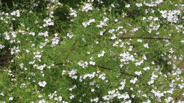 Coastal Rosemary (Westringia fruticosa) 'Seafoam White', South Australia