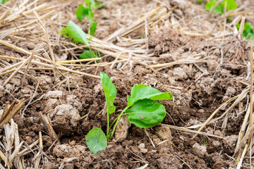 Rapeseed seedlings planted in farmland