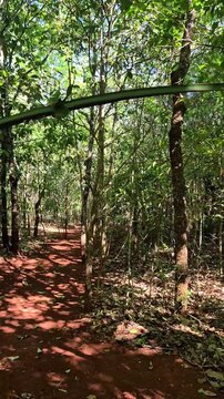 Uma trilha muito arborizada, no meio do bosque. Luz suave iluminando. Parque Altamiro de Moura Pacheco em Goi&aacute;s.