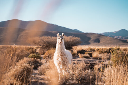 White llama in colorful desert with dry shrubs and distant mountains - Powered by Adobe