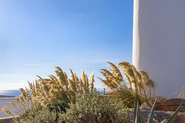 modern garden design with pampas grass under clear blue sky with copy space. exterior design with empty white wall and