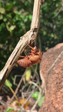 Uma ex&uacute;via presa em um galho fino de uma planta.