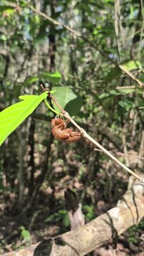 Uma ex&uacute;via presa em um galho fino de uma planta.