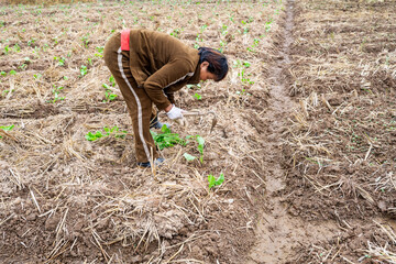 A farmer planting rapeseed in the field