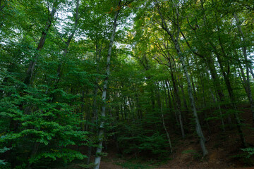 Obraz premium Lush forest view. Carbon net zero concept background photo