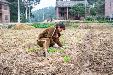 A farmer planting rapeseed in the field