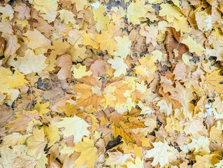 Bright colorful autumn maple leaves on the ground. Autumn yellow, orange and red leaves are...