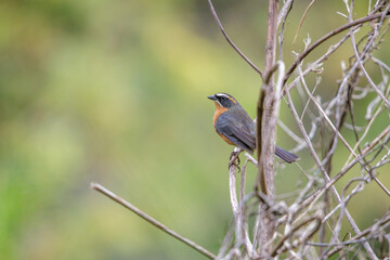 Black-and-rufous Warbling Finch (Poospiza nigrorufa) perched on a branch with the background out of focus.