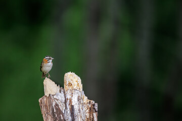 Rufous-collared Sparrow (Zonotrichia capensis) jumping on a log on a dark background.