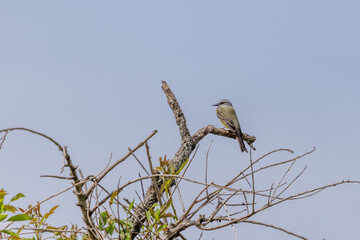 Tropical Kingbird (Tyrannus melancholicus) perched on a dry branch.