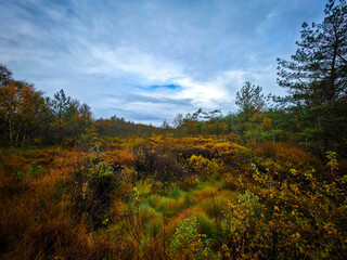 Obraz premium A vast autumn landscape under an overcast sky with vibrant vegetation, The Holler Moor in 27804 Berne, Lower Saxony, Germany