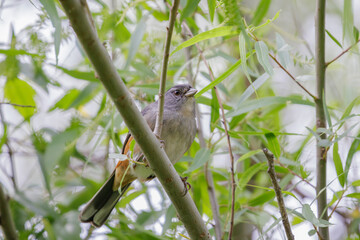 Grey-throated Warbling Finch (Microspingus cabanisi) perched on a branch.