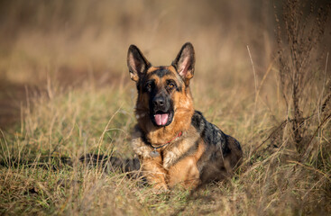 An adult German Shepherd dog lies in a field