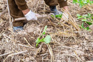 Newly planted rapeseed seedlings in the autumn soil