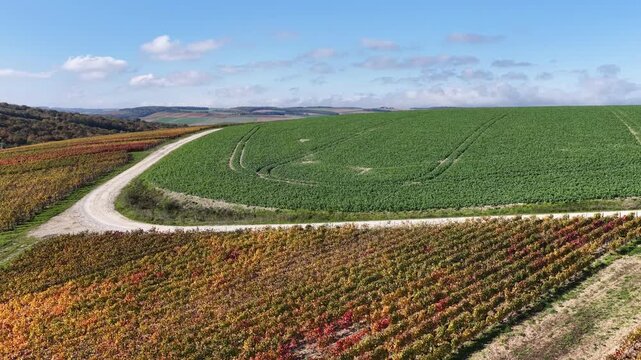 vue a&eacute;rienne des vignobles des Riceys en Champagne. les parcelles color&eacute;es durant l'automne avec de belles couleurs et un ciel bleu. Le feuillage rouge et jaune des vignes sur les c&ocirc;teaux de ce site