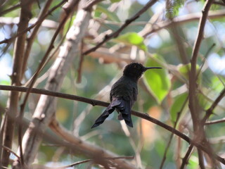 A small hummingbird perched on a dry branch.