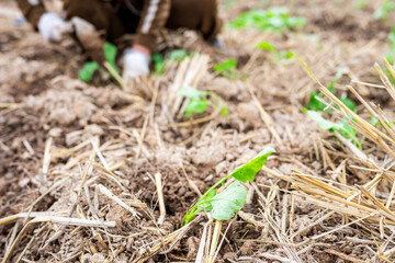 Newly planted rapeseed seedlings in the autumn soil