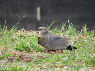 The Southern Lapwing (Quero Quero) hides its chicks underneath it when it senses a threat.