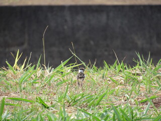 Newborn chicks already exploring around the nest.