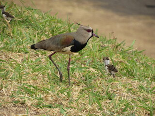 Southern Lapwing with newborn chicks already exploring around the nest.