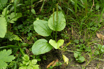 Plantain Plantago Leaves in Natural Habitat, Close-Up Macro