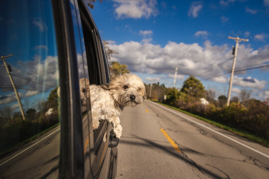 Fluffy dog enjoys a car ride with its head out the window on a sunny countryside road under a blue sky